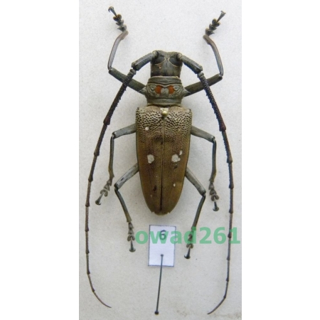 Batocera thomsoni Javet, 1858 male Indonesia, Sumatra Is 40mm6